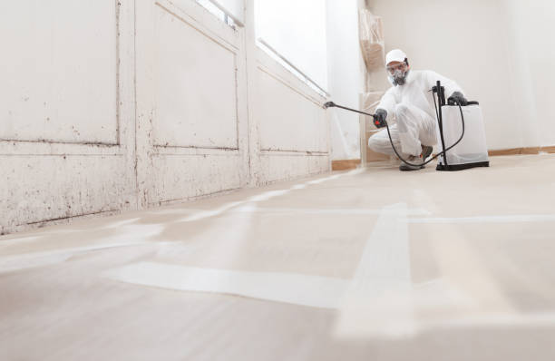 Black mold remediation team in Damascus